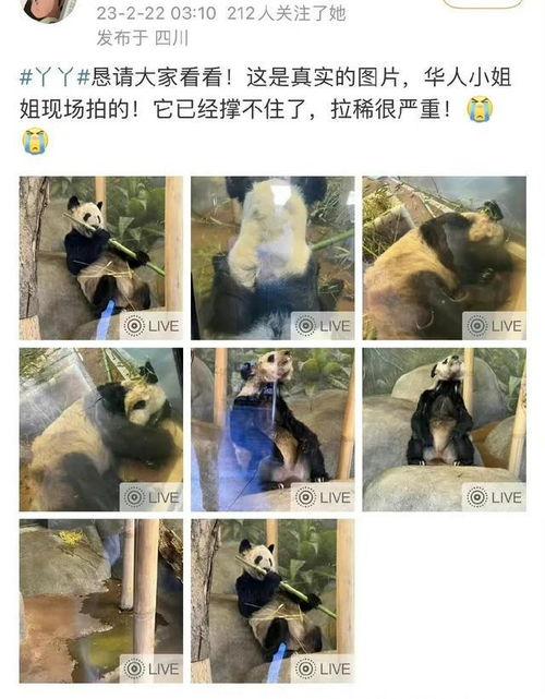 丫丫爆料视频,幕后真相大曝光  第2张